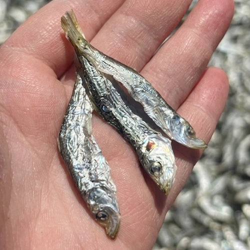 통영 명품 정치망 멸치(가이리멸치,다시멸치,지리멸치)